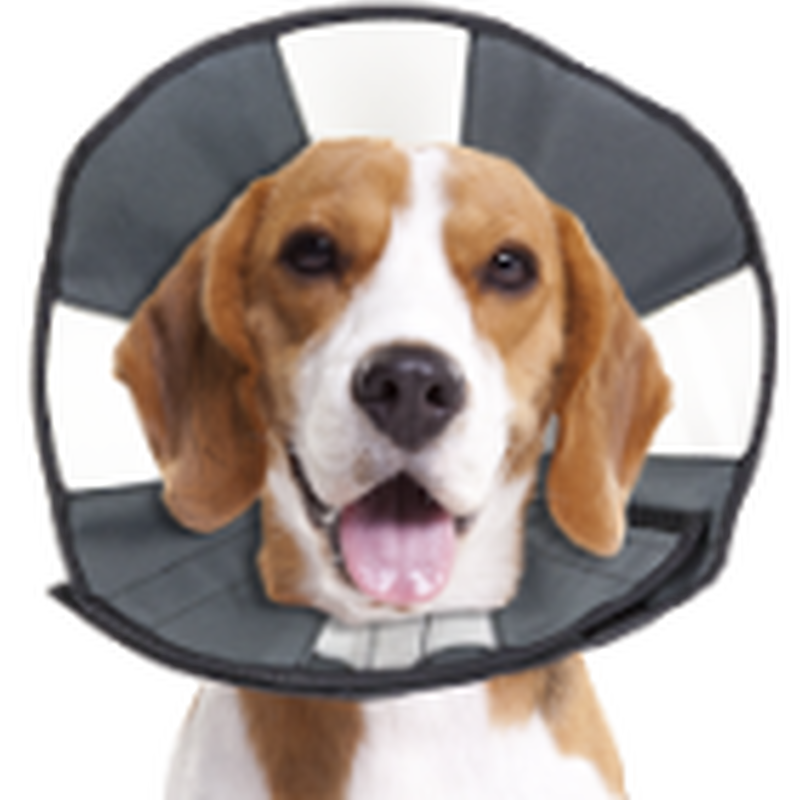 Dog best sale cone medium