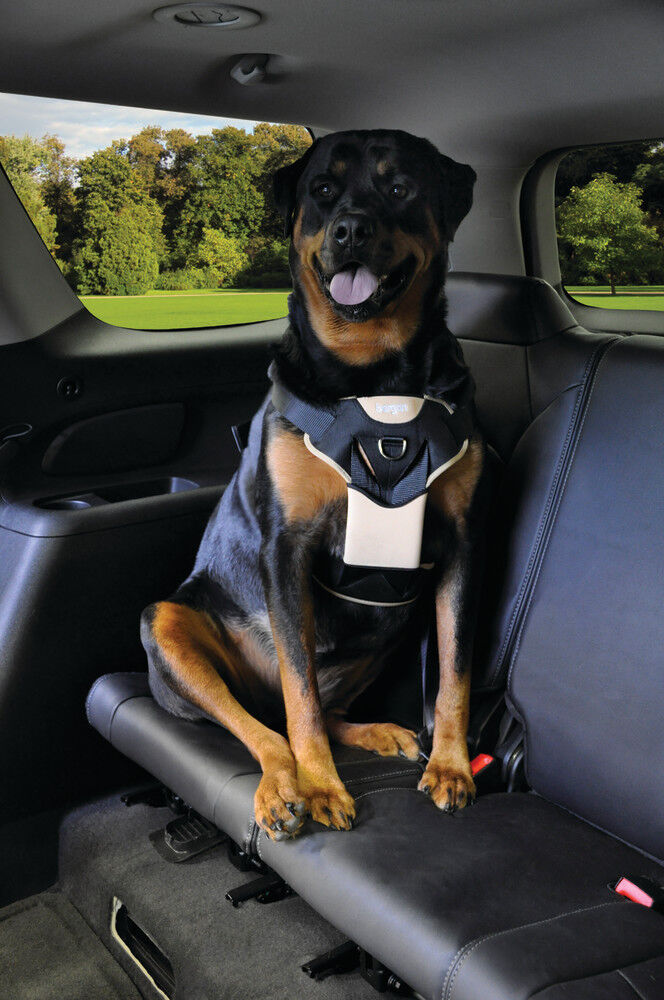 Bergan car harness 2025
