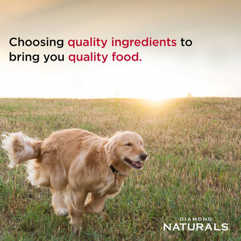 Diamond Naturals Canned Dog Food, Adult, Lamb, 13.2-oz image number null