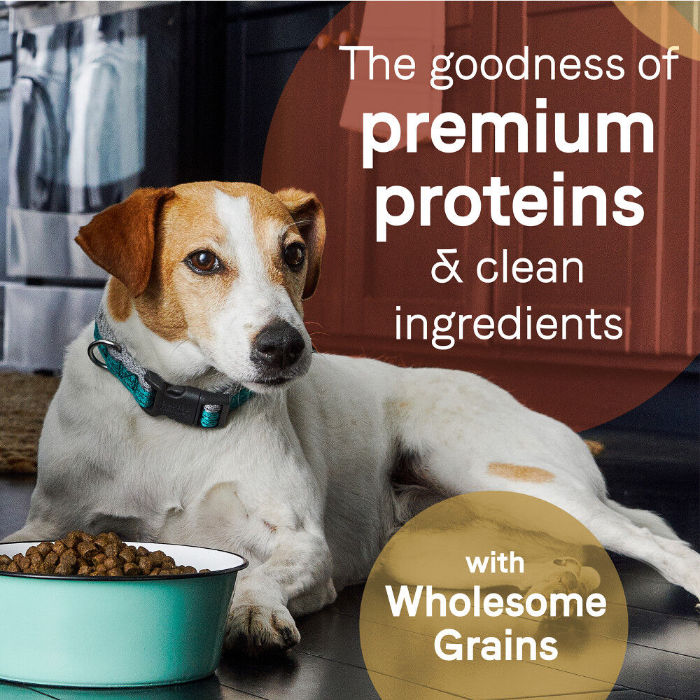 Canidae salmon dog outlet food