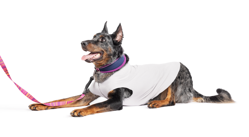 Sun shield sales dog tee