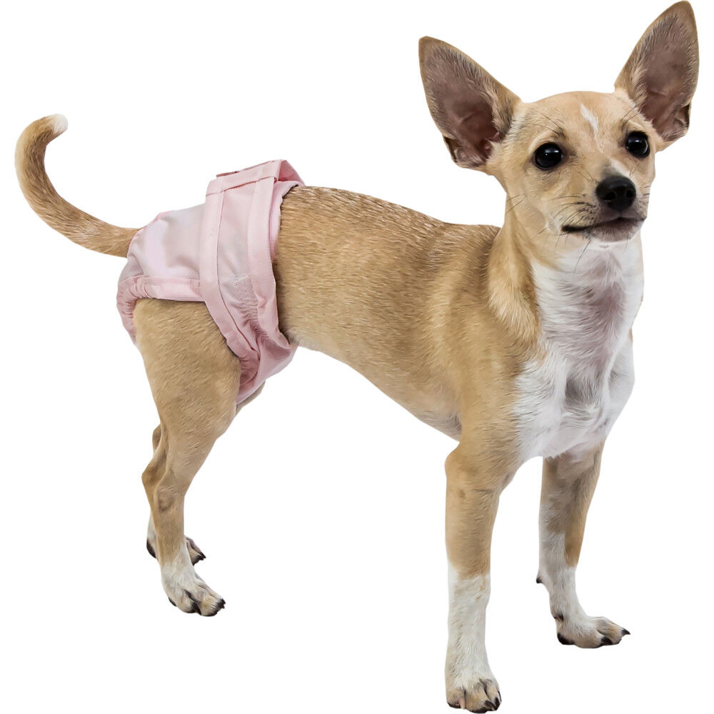Chihuahua diapers on sale