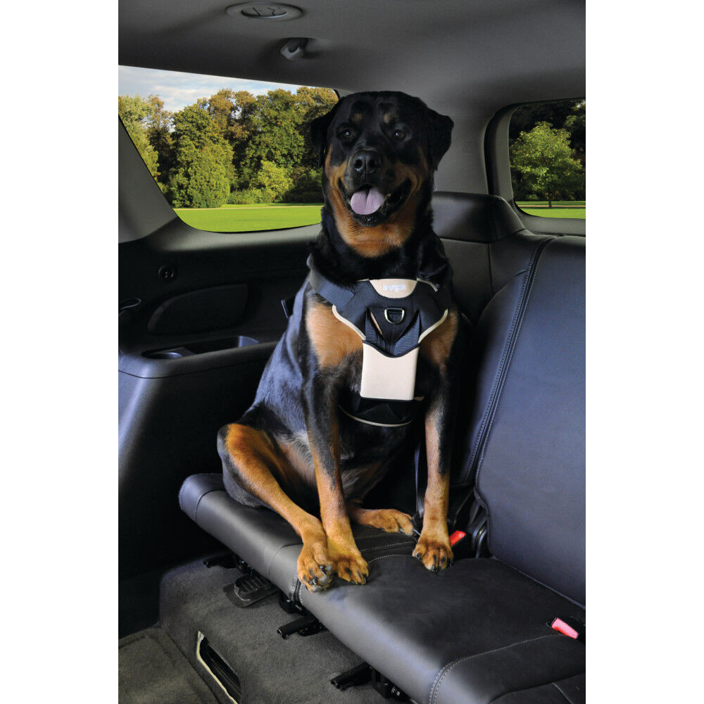 Bergan car on sale harness
