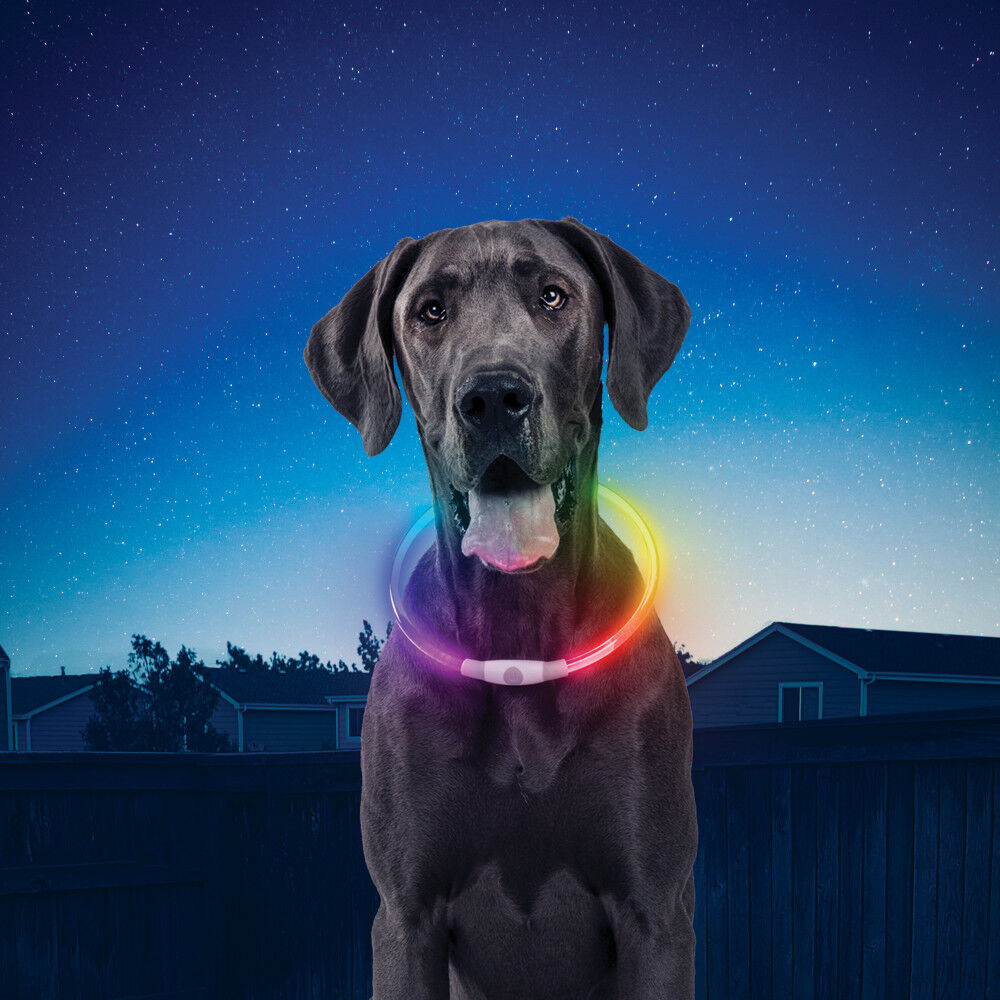 Led dog collar top rechargeable