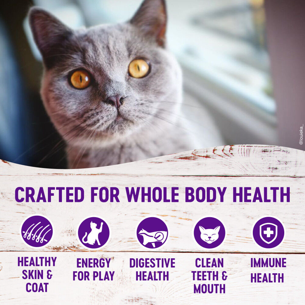 Wellness complete health shop dry cat food