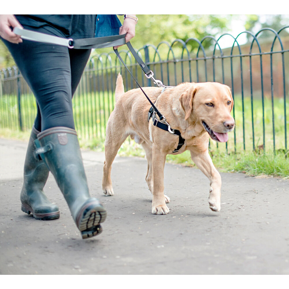 Diy no store pull dog harness