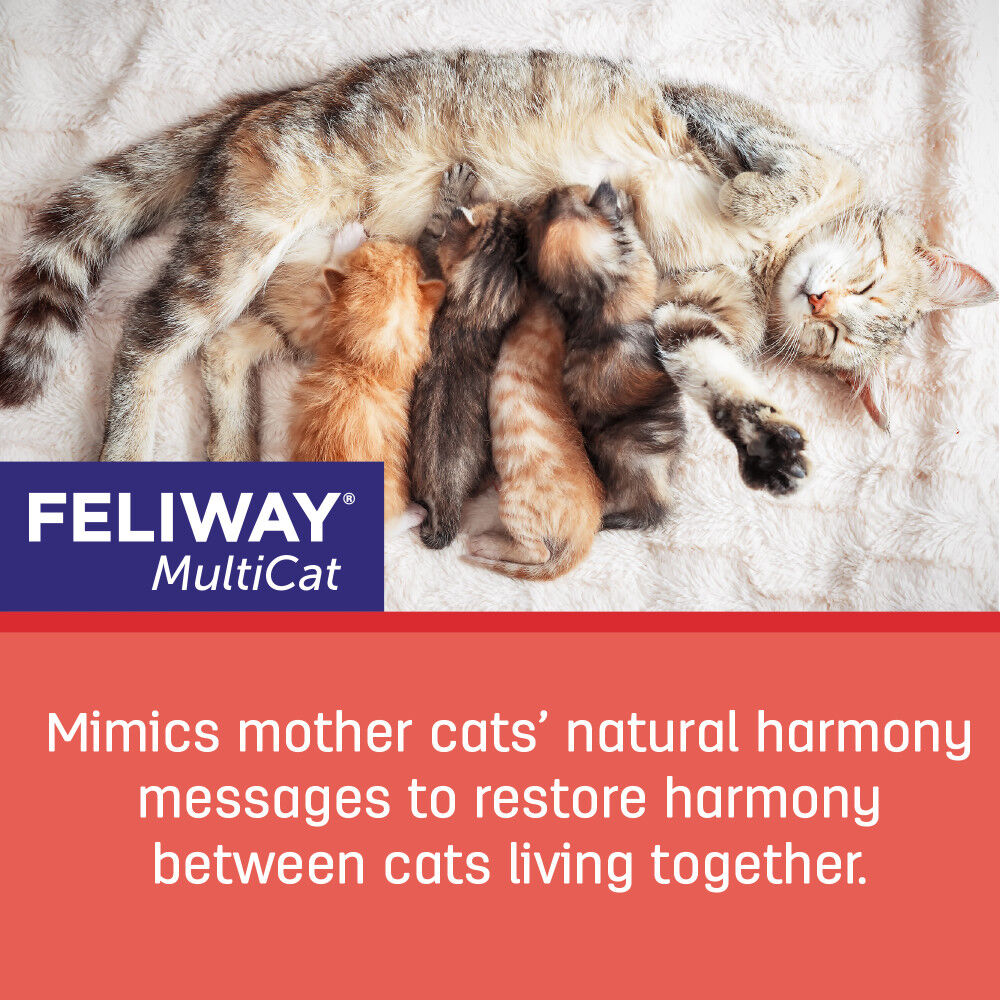 Feliway multicat clearance refill for cats