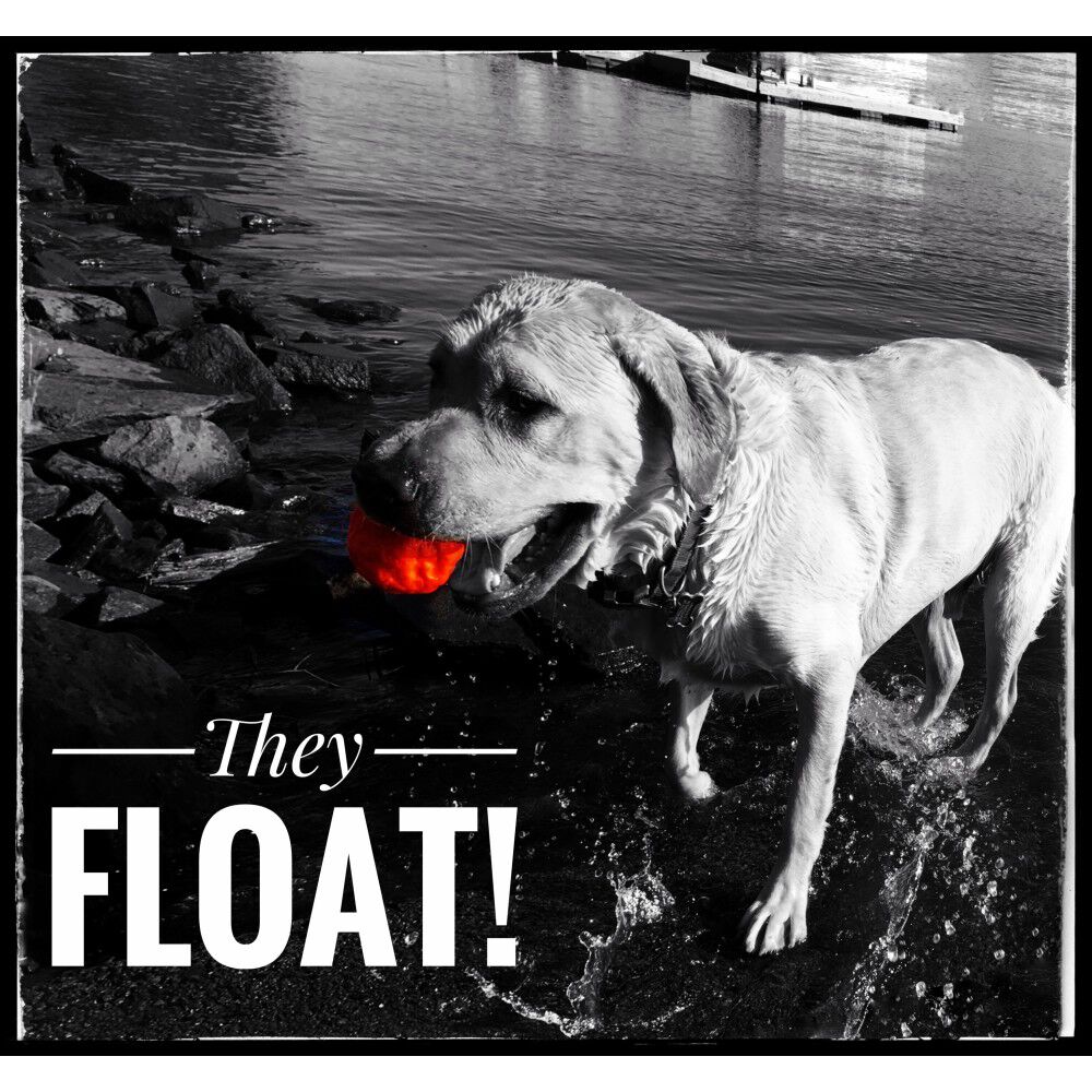 Wunderball 2025 dog toy