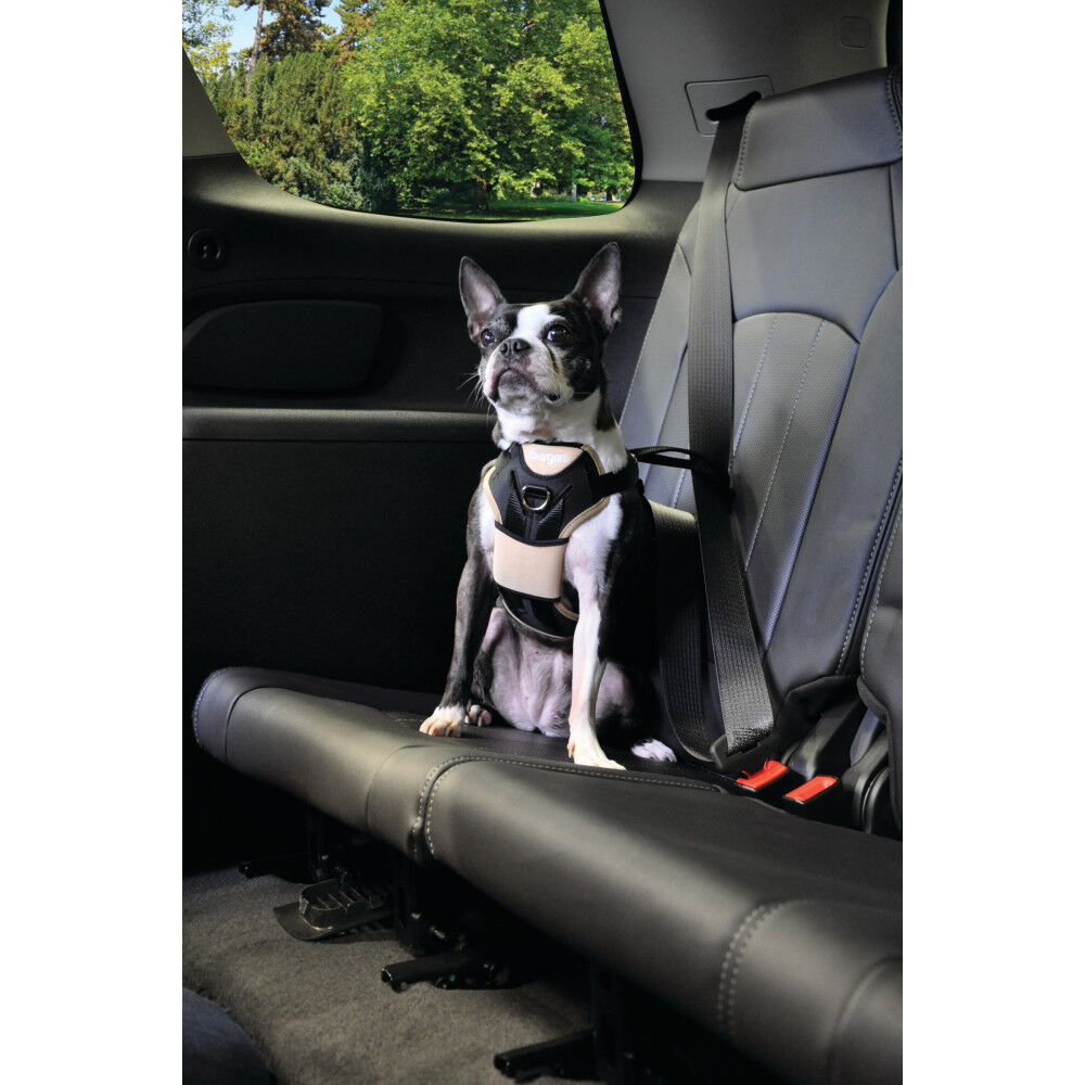 Bergan car harness clearance