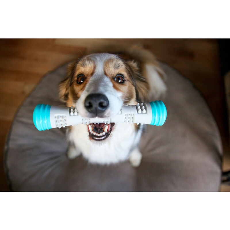 Totally Pooched Chew n' Squeak Stick Dog Toy image number null