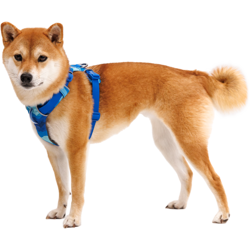 Ruffwear harness near me sale