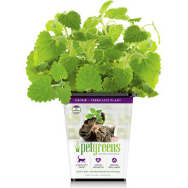 Pet Greens Growers Live Catnip, Cat Treats Grass