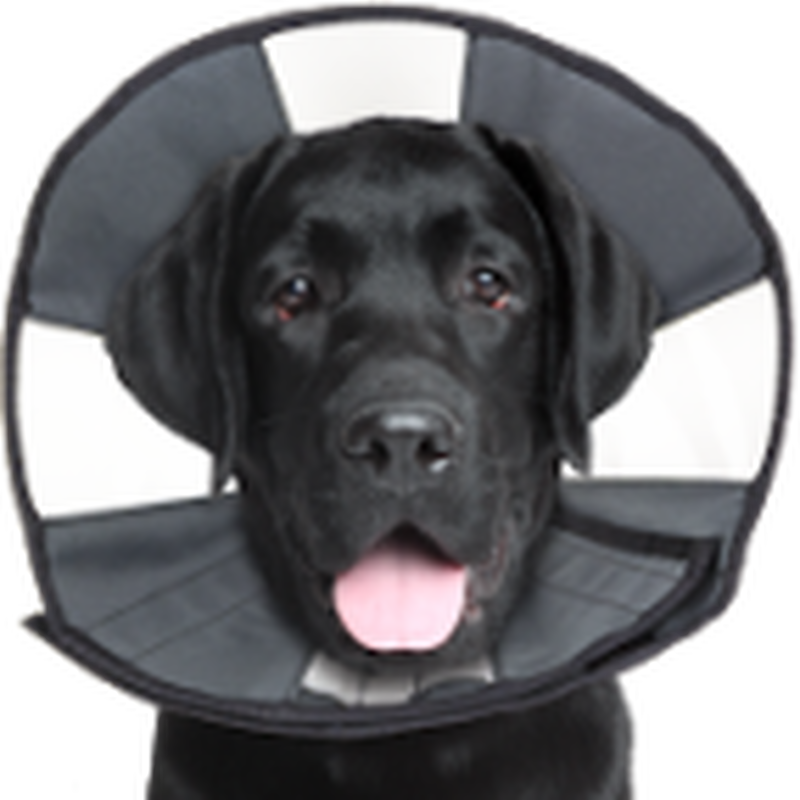 Buy dog cone near me discount