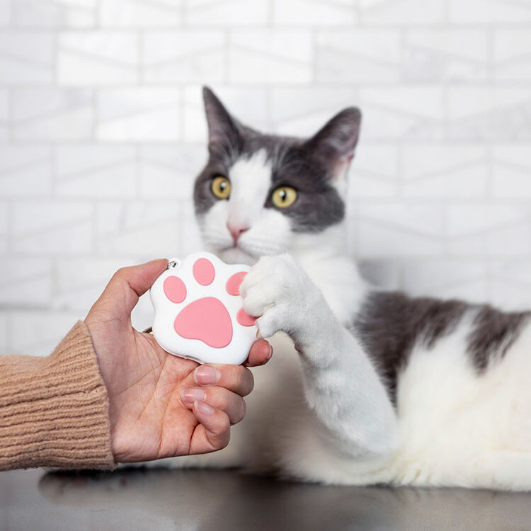 Laser cat deals toy