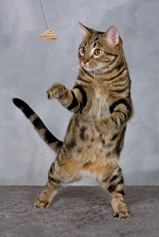 Cat Dancer Products Cat Dancer Cat Toy image number null