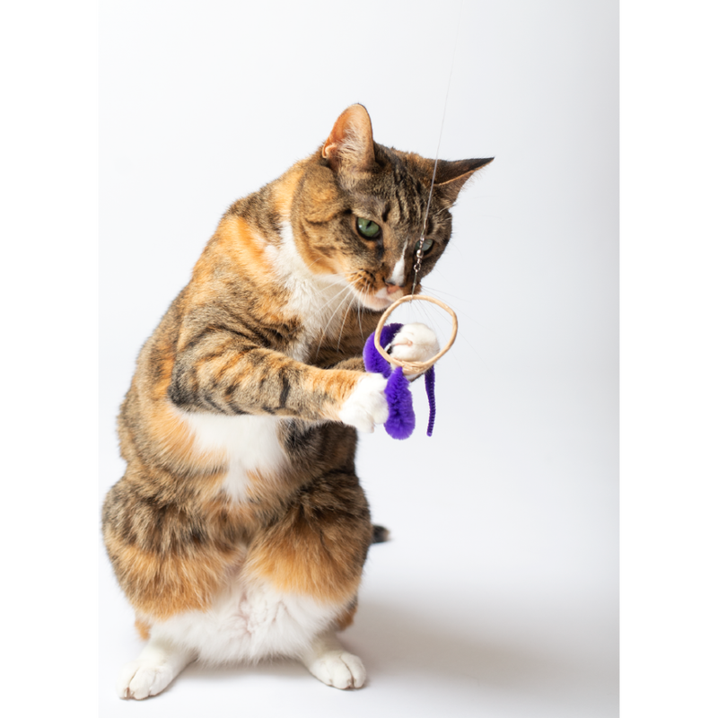 Cat ring toy top