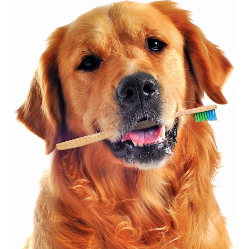 Woobamboo Dog & Cat Toothbrush, Large image number null