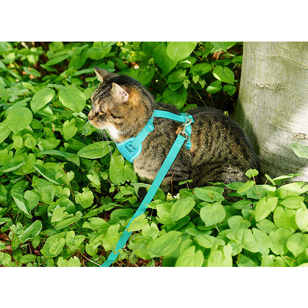 Rc pets harness cats 2025