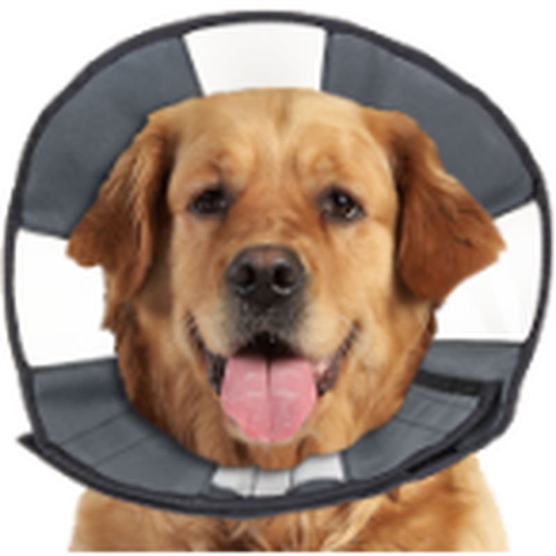 Dog cone for shop sale near me