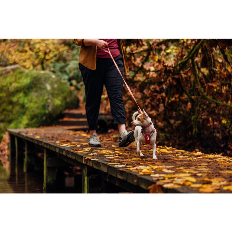 Ruffwear Hi & Light Lightweight Dog Harness, Salmon Pink image number null