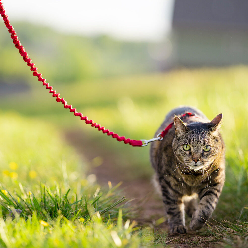 Cat harness near me outlet
