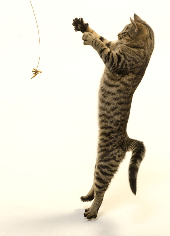 Cat Dancer Products Cat Dancer Cat Toy image number null