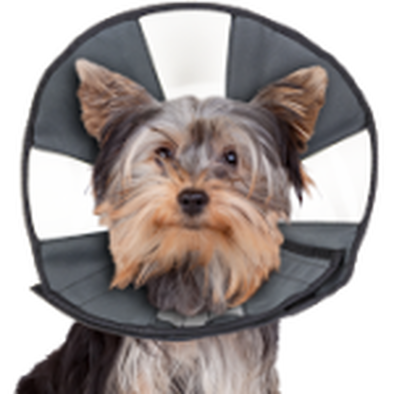 Zenpet zencone soft recovery shop collar small