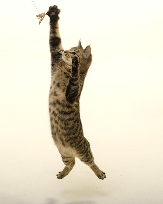 Cat Dancer Products Cat Dancer Cat Toy image number null
