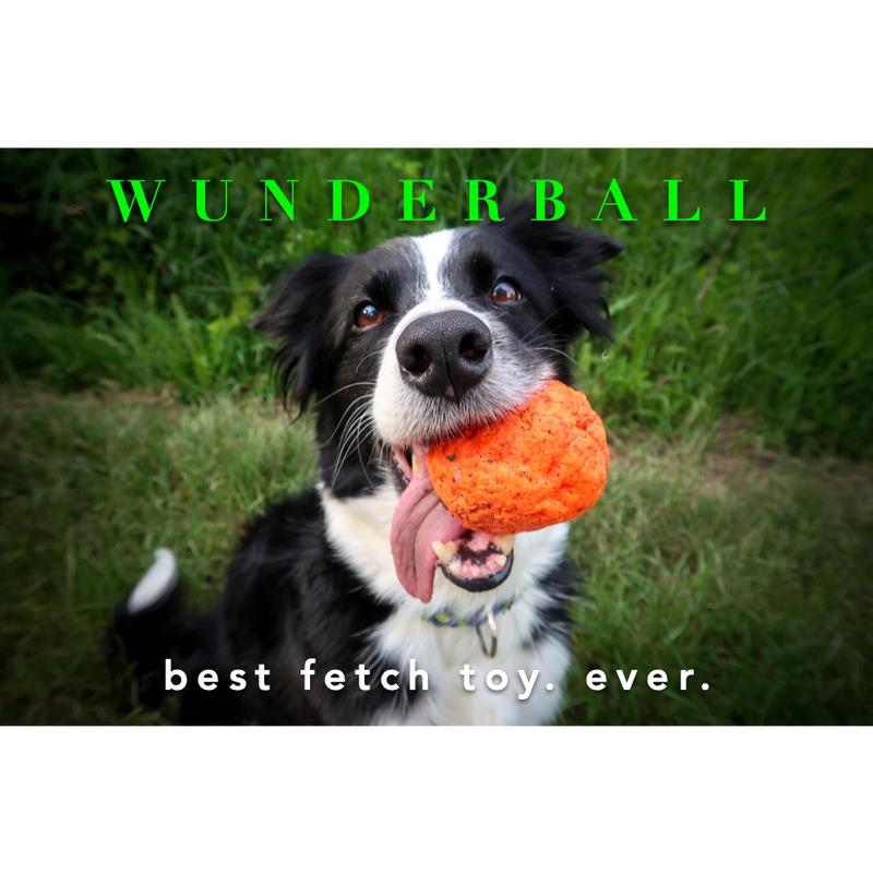 Wunderball hot sale for dogs