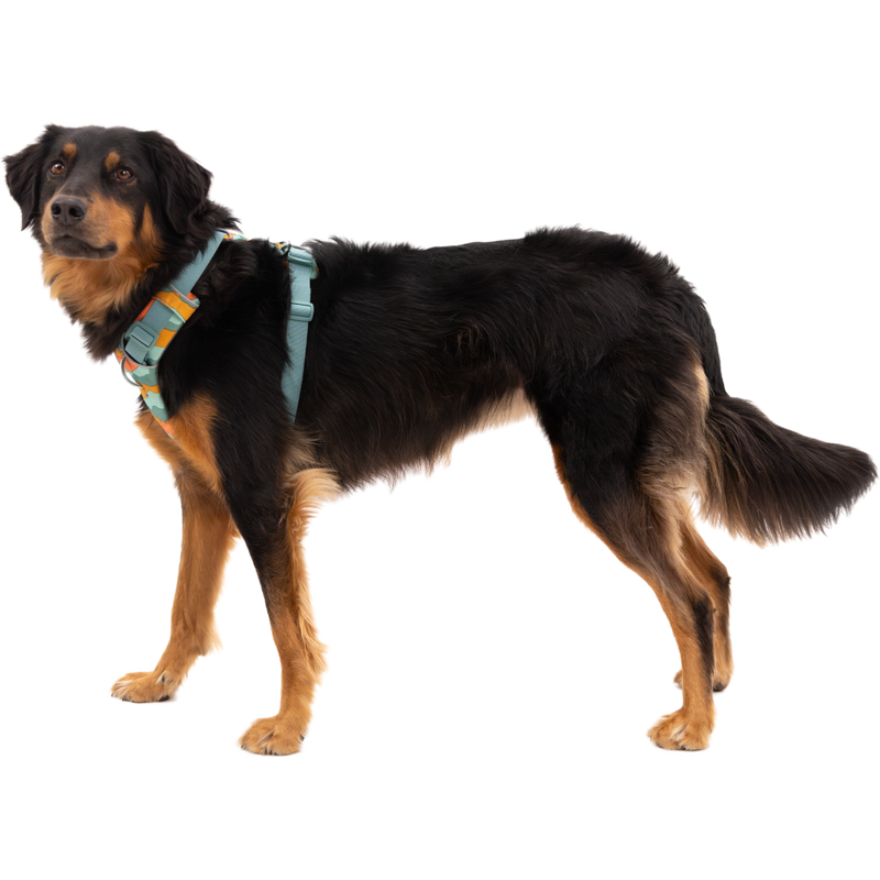 Ruffwear harness near me cheap