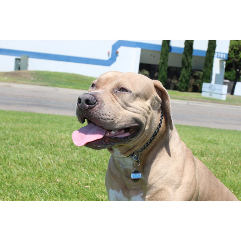 SmartLink Hanging Pet ID Tag, Red image number null