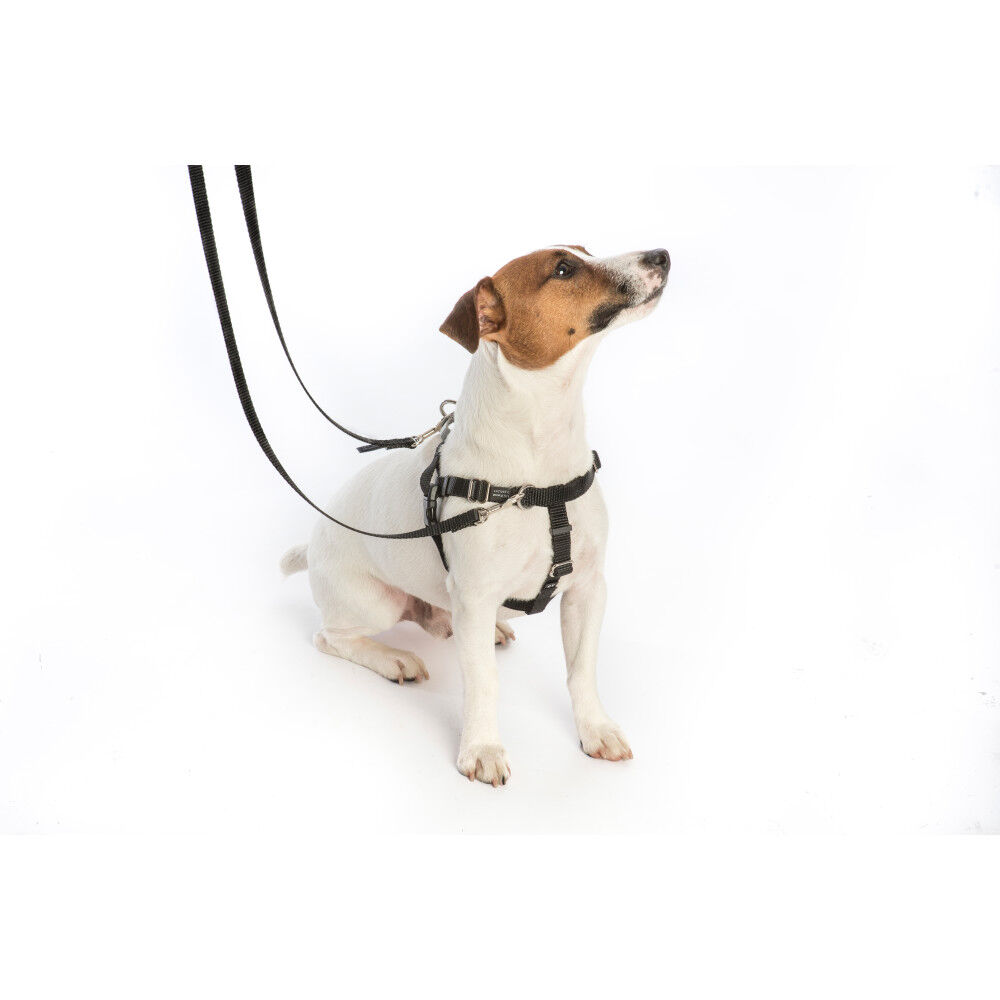 2 hounds design dog harness 2025