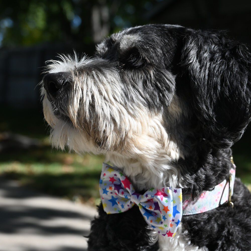 Large breed dog bow ties hot sale