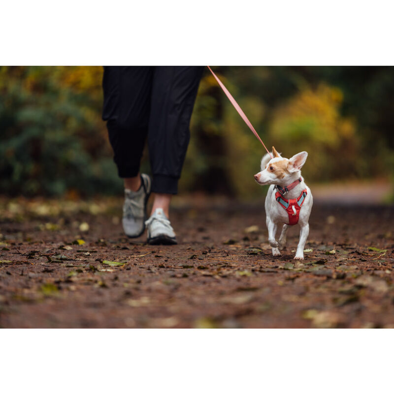 Ruffwear Hi & Light Lightweight Dog Harness, Salmon Pink image number null