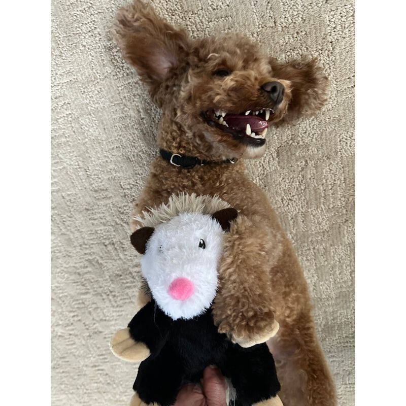 Tall Tails Rope Body Dog Toy, Possum, 11-in image number null
