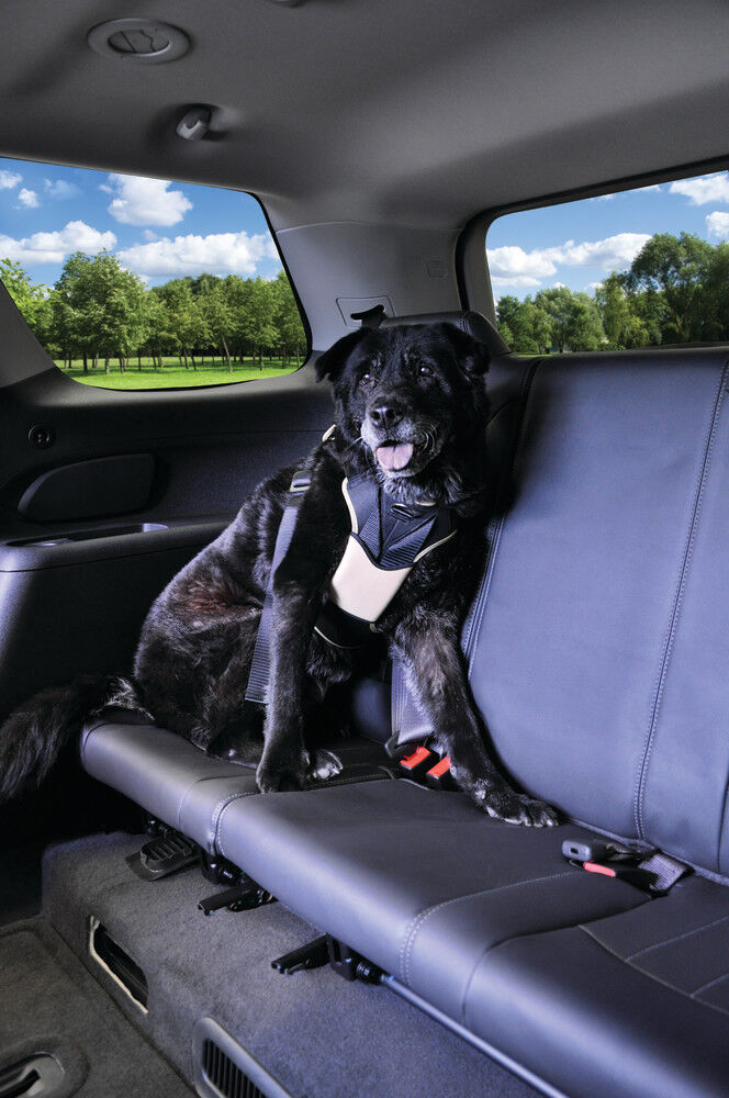 Mud Bay Buy Bergan Auto Dog Harness Large for USD 34.99 MudBay