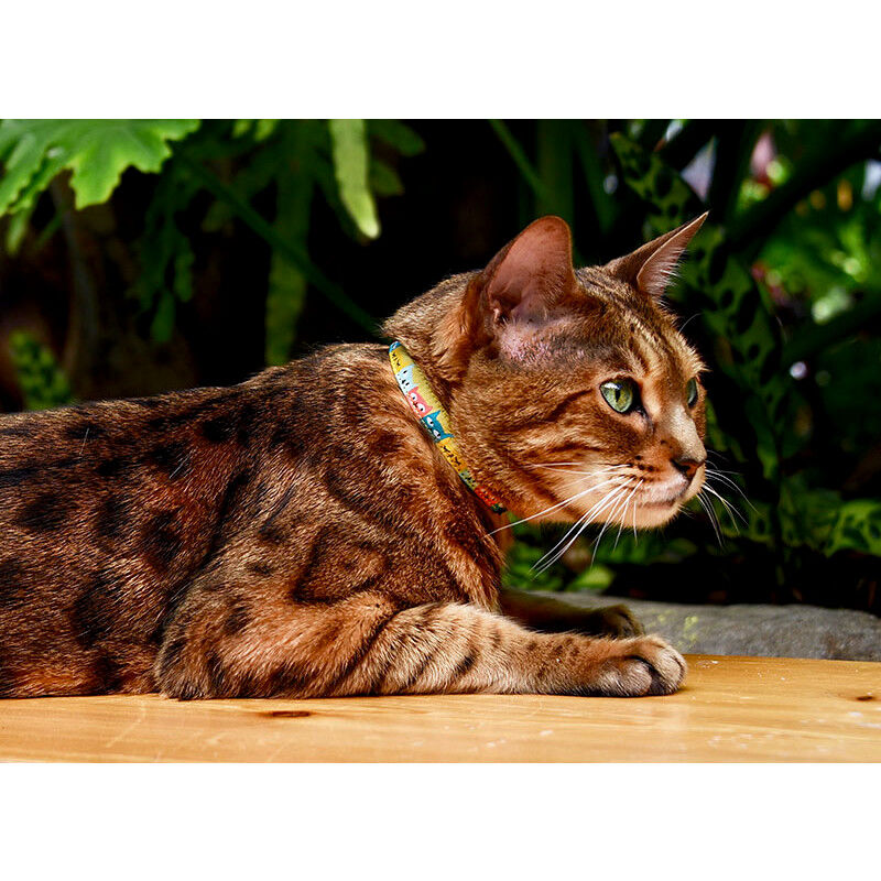 Bengal cat collar top