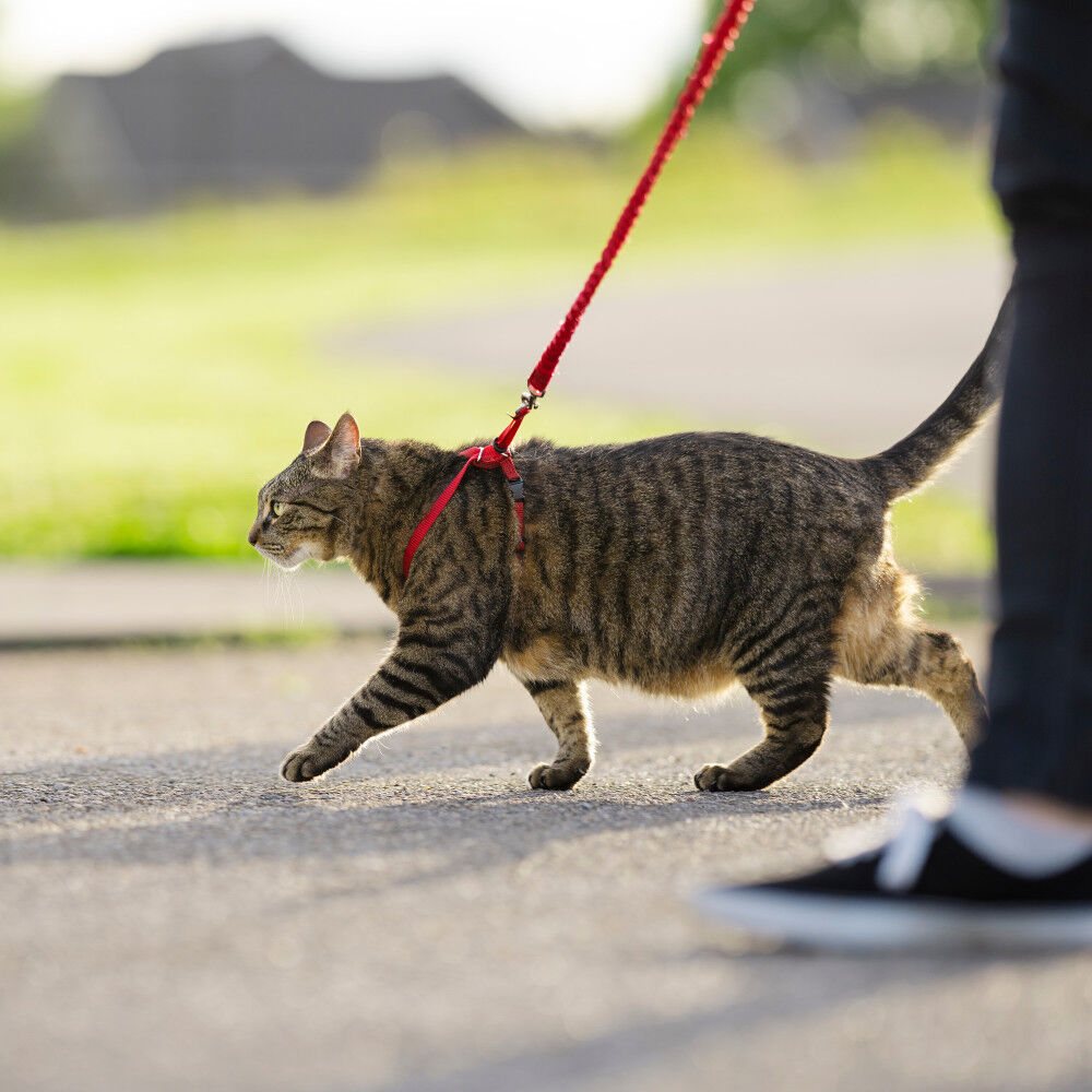 Kitty on top a leash