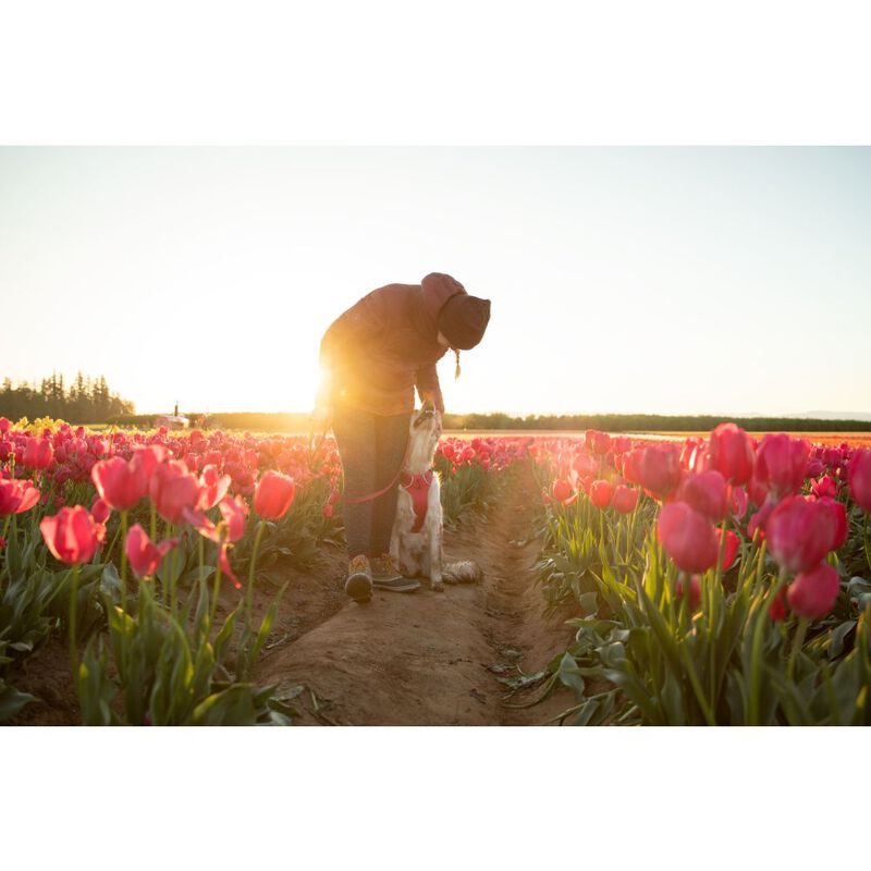 Ruffwear Front Range Dog Harness, Hibiscus Pink image number null