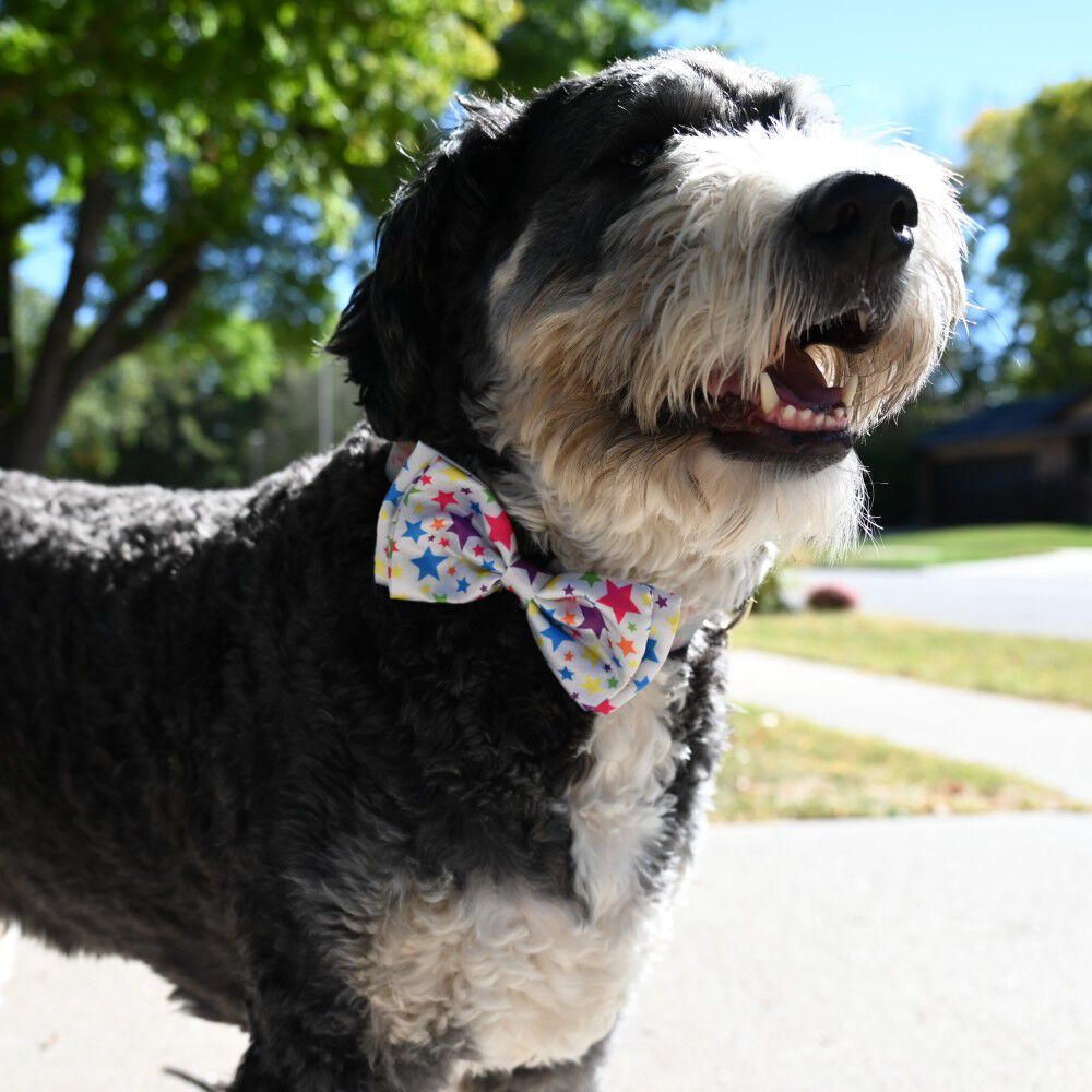 Large breed new arrivals dog bow ties