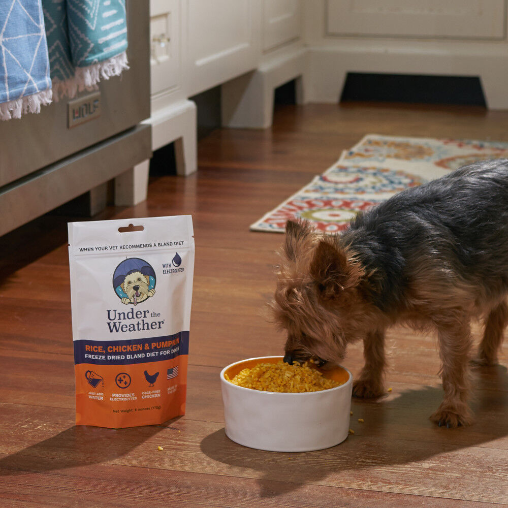 What to do if dog eats deals dry rice