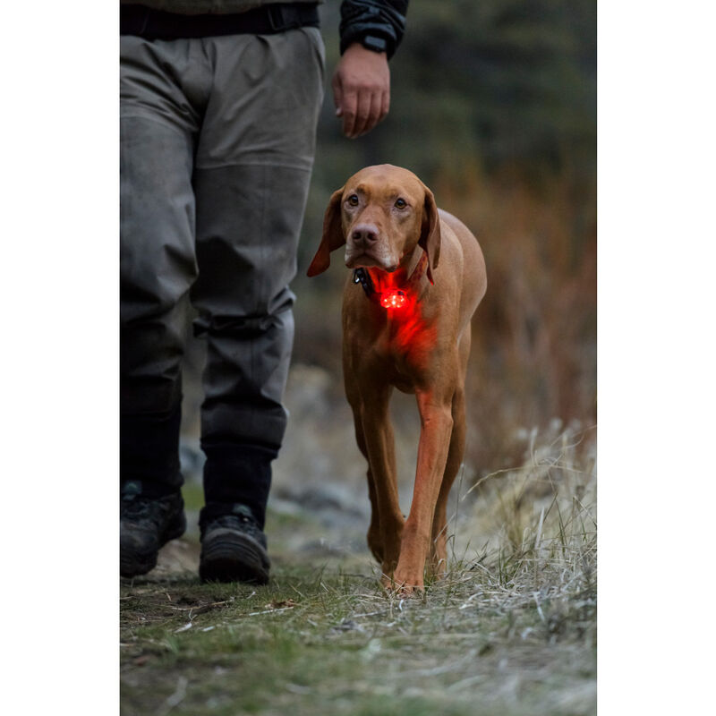 Ruffwear The Beacon Safety Light for Dogs, Clear Lake image number null