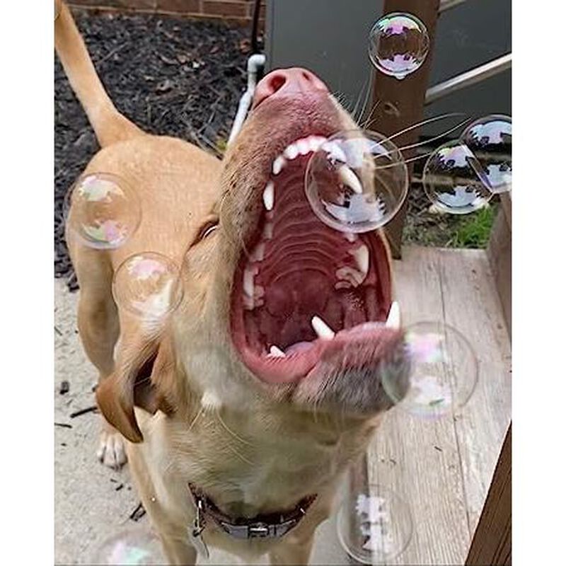 Mud Bay Buy BubbleLick Flavored Dog Bubbles, Maple Bacon, 2.5oz for