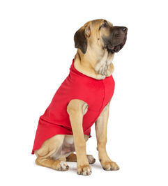 Gold Paw Stretch Fleece Dog Coat, Red, 30