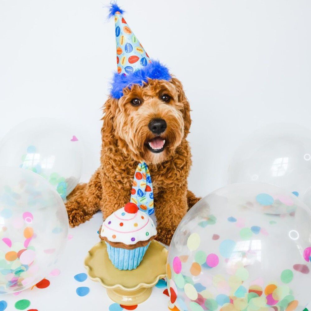 Mud Bay Buy Huxley Kent Pet Party Hat Party Time Blue Small