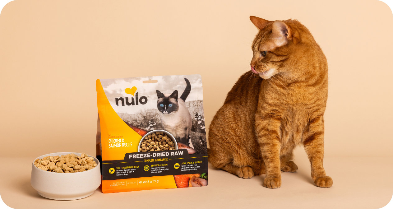 cat with bag of freeze-dried cat food