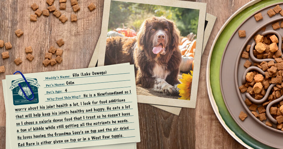 Ella has dog Odin (4): "He is a Newfoundland so I worry about his joint health a lot. I look for food additions that will help keep his joints healthy and happy. He eats a lot so I chose a calorie dense food that I trust so he doesn't have a ton of kibble while still getting all the nutrients he needs. He loves having the Grandma Lucy's on top and the air dried Red Barn is either given on top or in a West Paw topple."