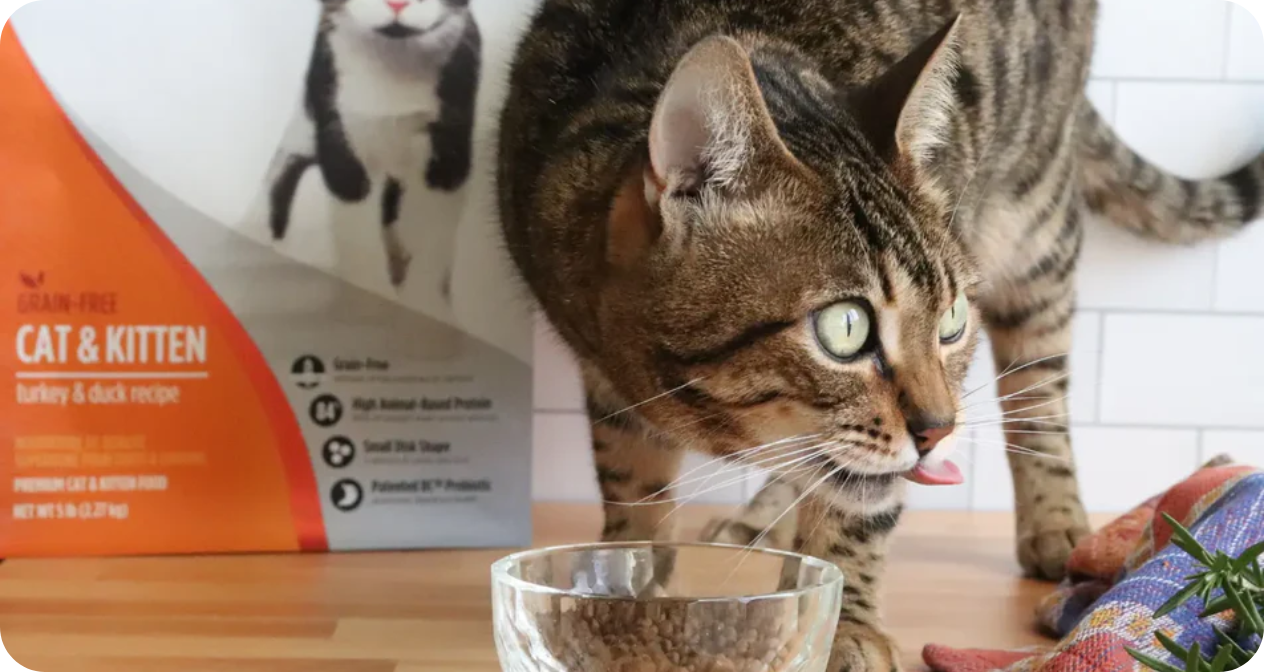 cat with bowl of dry food 