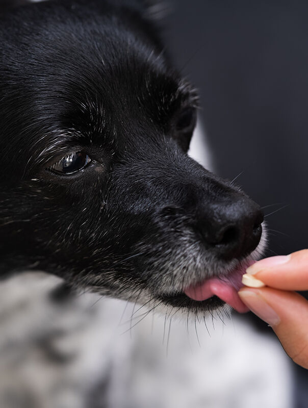 person feeding their dog