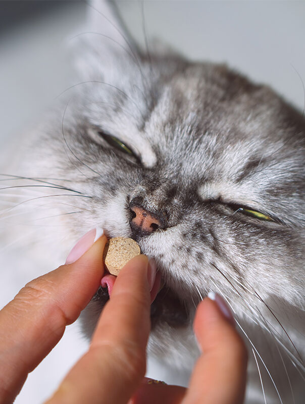 person feeding their cat